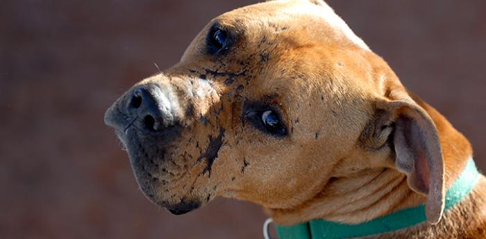 Grand Champion Pitbull Fighting Dog